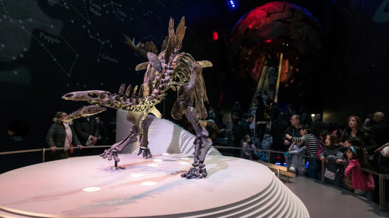 Subastarán en Nueva York, el esqueleto de un estegosaurio de 150 millones de años