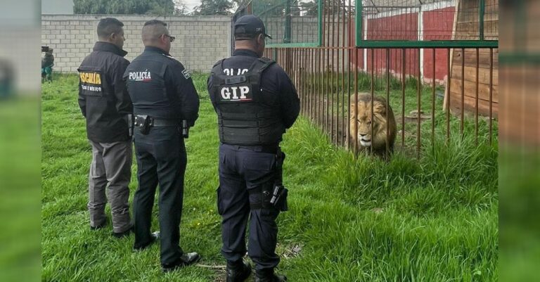 Autoridades del Edomex hallan animales exóticos y armas de fuego en inmueble de Zinacantepec