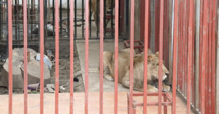 Profepa y Fiscalía de Morelos rescatan a dos leones de casa de seguridad de La Familia Michoacana