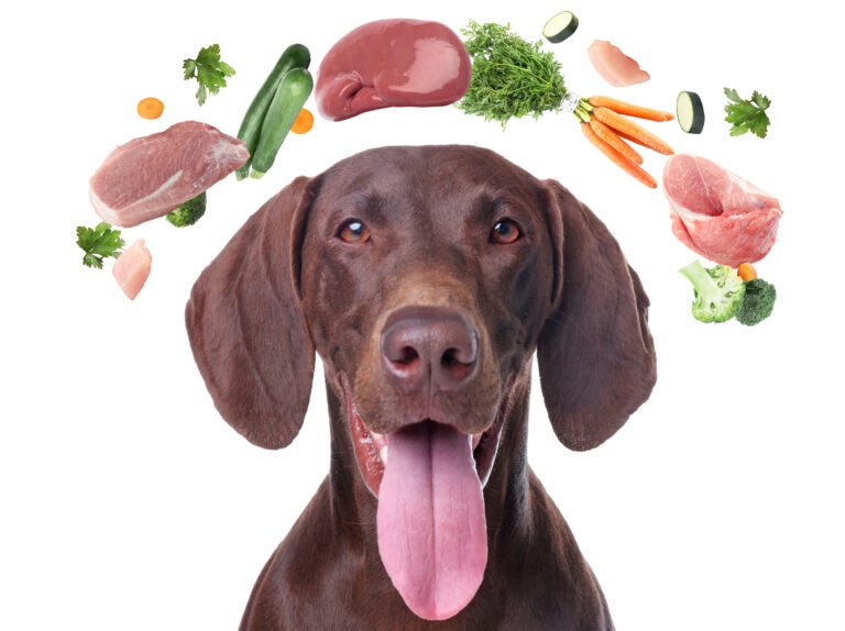 Alimentos saludables para tu perro