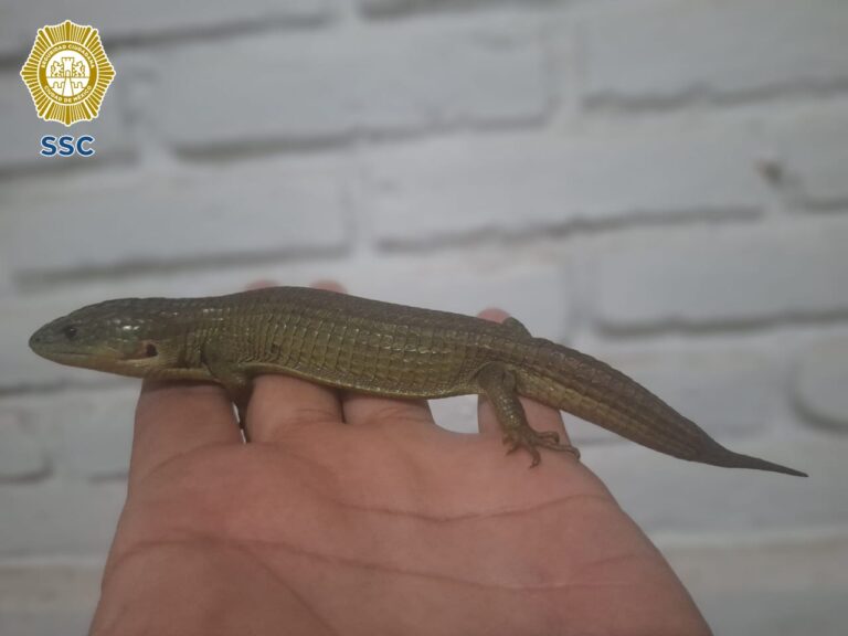 Policías rescatan un lagarto que andaba en el Metro