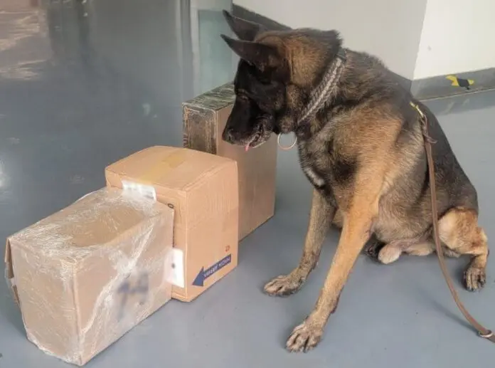 En Guanajuato autoridades decomisan 160 kilos de droga en una bodega de paq