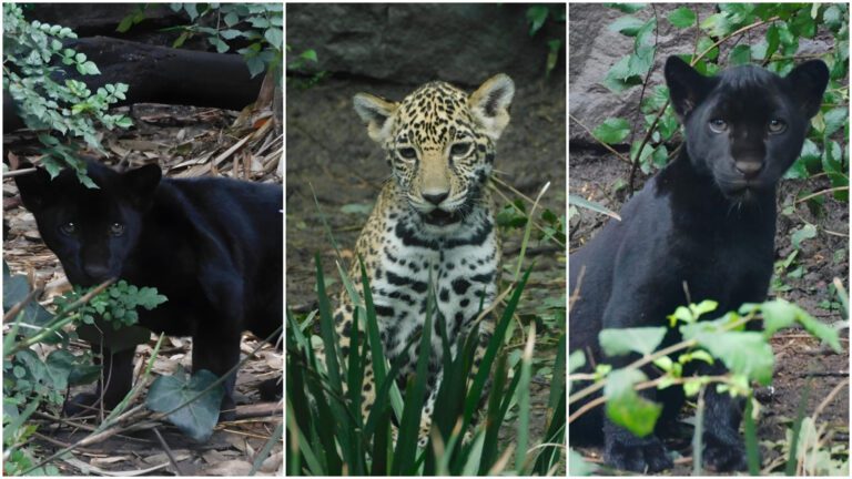 Los tres cachorros de jaguar del Zoológico de Chapultepec ya tienen nombre