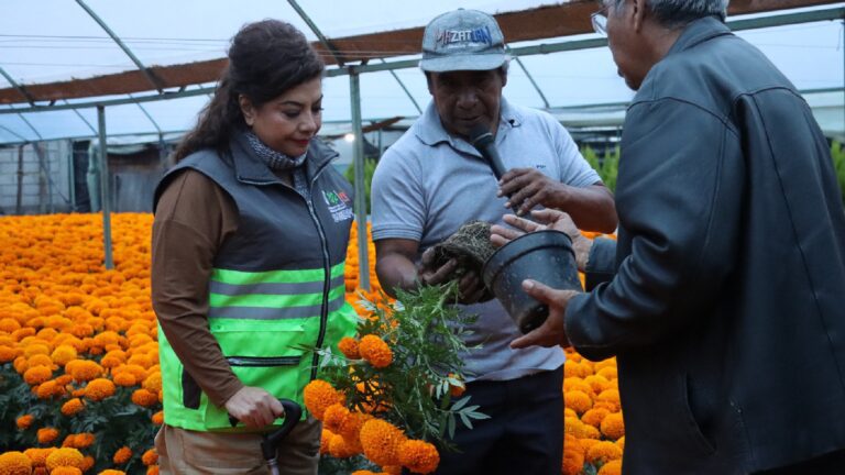 Hasta 400 mil pesos perdieron algunos productores de cempasúchil en Xochimilco por las trombas; llaman a la solidaridad