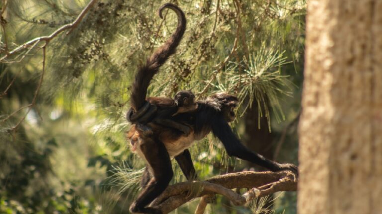 Zoológico de León reintroduce 33 animales a su hábitat en tres años