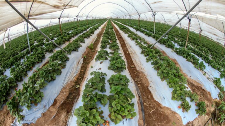 Conagua y Secretaría de Agricultura impulsan tecnificación de cultivos en 10 estados