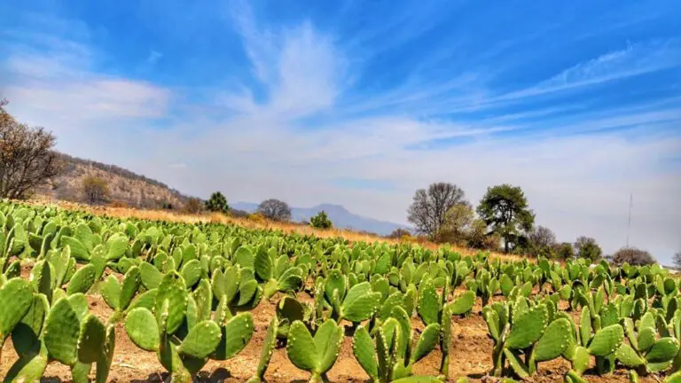 Milpa Alta lanza programa de apoyo económico para productores de nopal afectados por urbanización