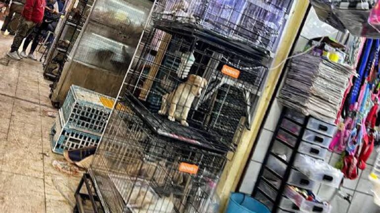 FRECDA anuncia denuncias penales contra funcionarios por venta de animales en el Mercado de Sonora en CDMX