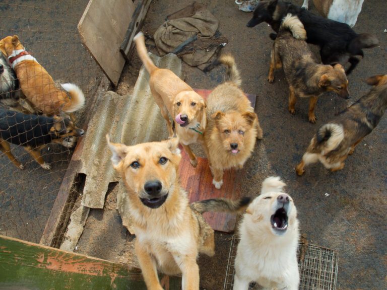 Aumento de perros abandonados tiene en crisis a los albergues