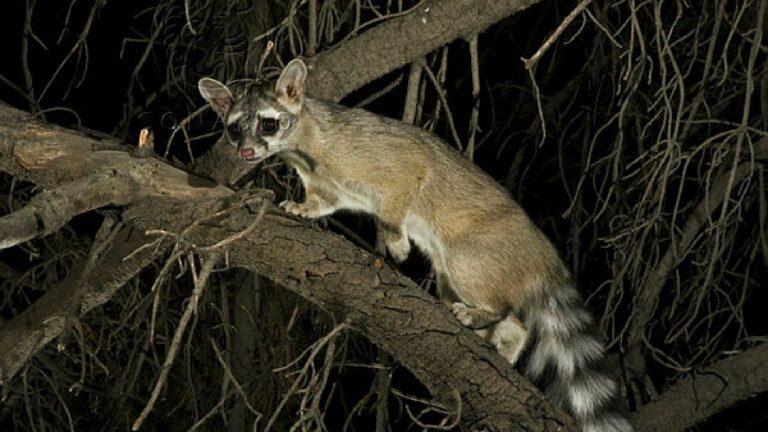 Matan a golpes a cacomixtle en Puebla