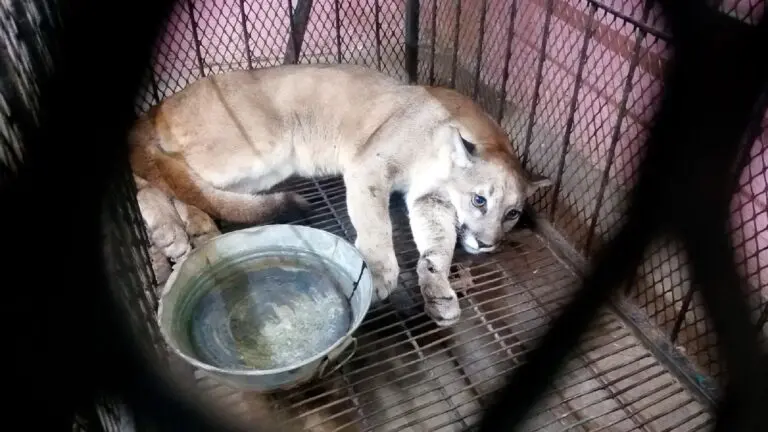 Puma capturado en calles de Puebla es trasladado a centro de conservación