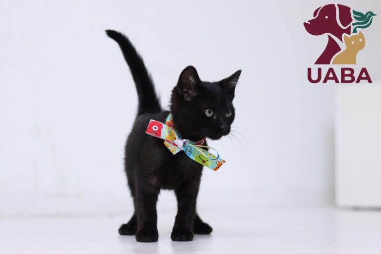Invita Gobierno de Cuautitlán Izcalli a los interesados en adquirir una mascota a que adopten y no la compren