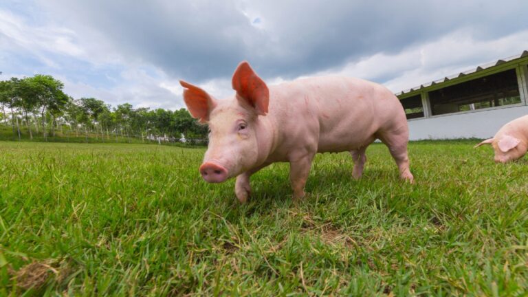 Déficit de carne de cerdo en México: Agricultura se compromete a fortalecer a los porcicultores