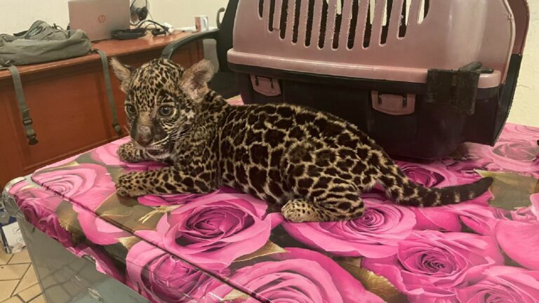 Profepa asegura una cachorra de jaguar utilizada para sesiones fotográficas