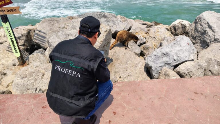Profepa busca identificar a presunto agresor de mapaches en playa de Tamaulipas