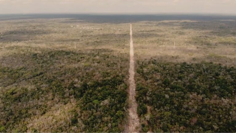 Denuncian ante Profepa daño ambiental por nuevo camino ligado al Tren Maya en Quintana Roo