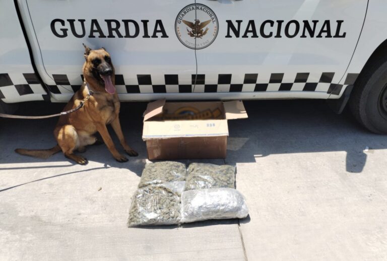 Guardias nacionales aseguran mariguana en una empresa de paquetería en Jalisco