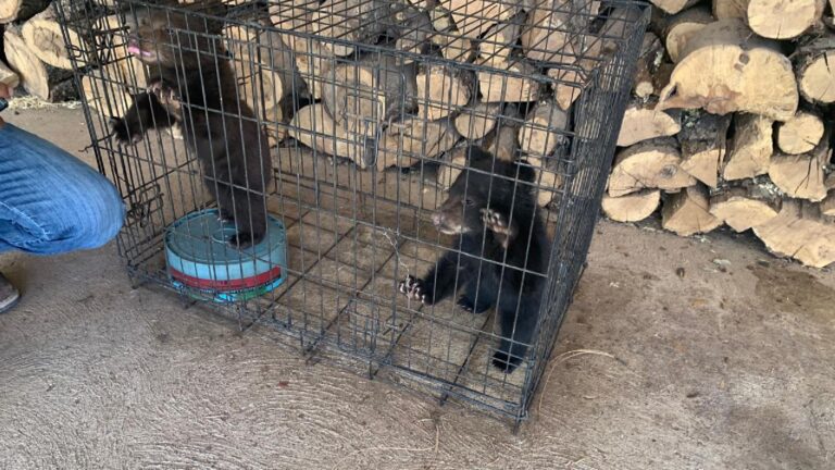 Profepa salva crías de oso negro tras incendio forestal en la sierra de Chihuahua