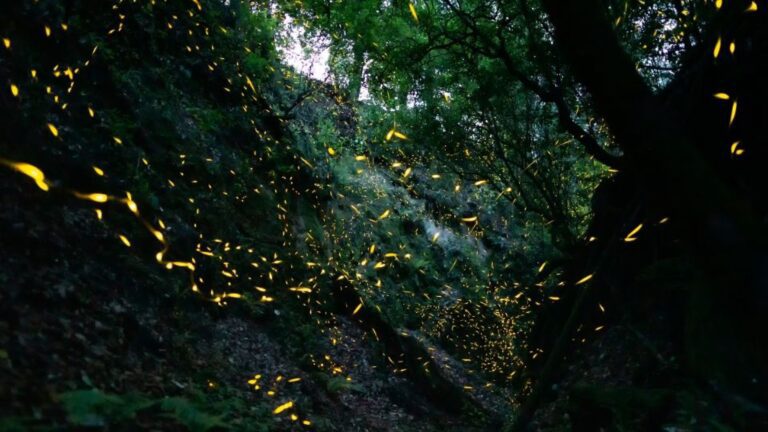 Luciérnagas iluminan los bosques de Tlaxcala: 25 centros se alistan para recibir turistas