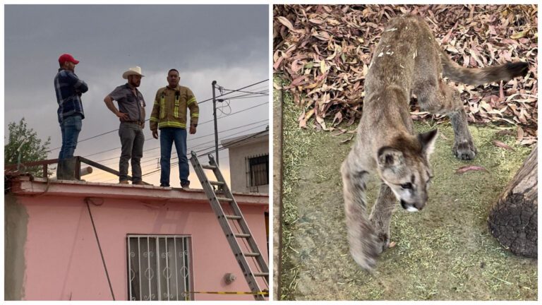 Vecinos graban momento en que un puma entra a su patio en Durango