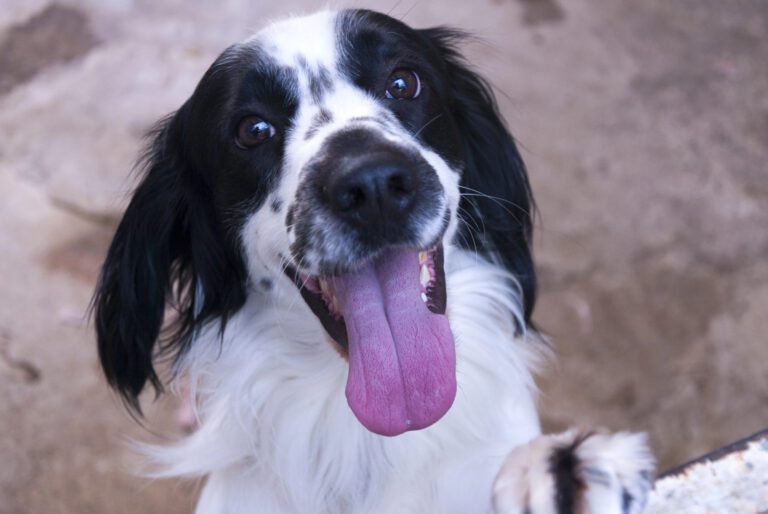 Cómo enseñar a un perro a acudir a tu llamado
