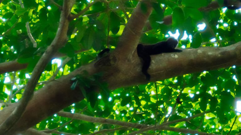 Profepa intensifica vigilancia para proteger a primates en el sureste