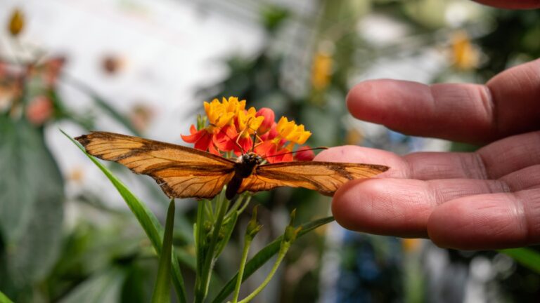 El Mariposario de Chapultepec celebra 20 años cumpliendo deseos