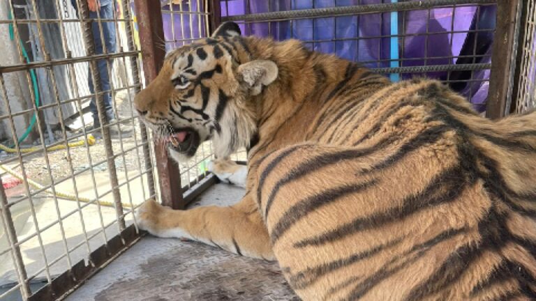 Rescatan a tigre que vivía entre chatarra en yonque de Ciudad Juárez
