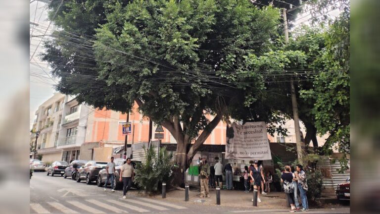 Juez frena tala de “Laureano”, el árbol centenario de la Benito Juárez