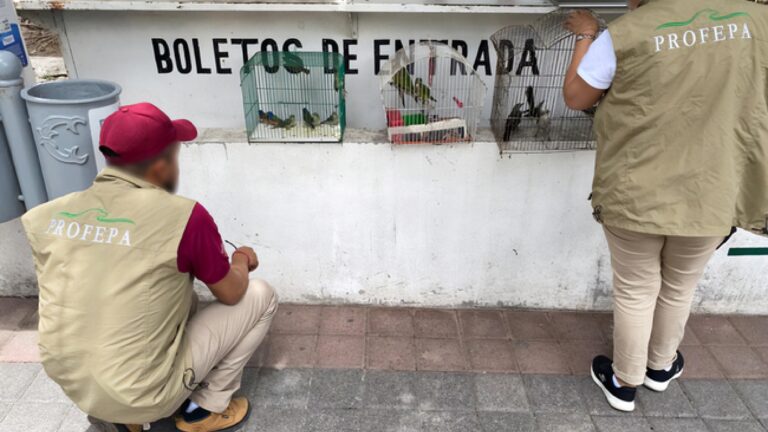 Aseguran 25 animales silvestres exhibidos ilegalmente en feria y mercado de Michoacán