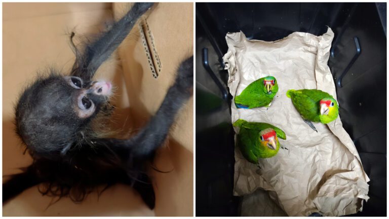 Rescatan mono araña y 25 loros en Yucatán por tráfico ilegal de fauna
