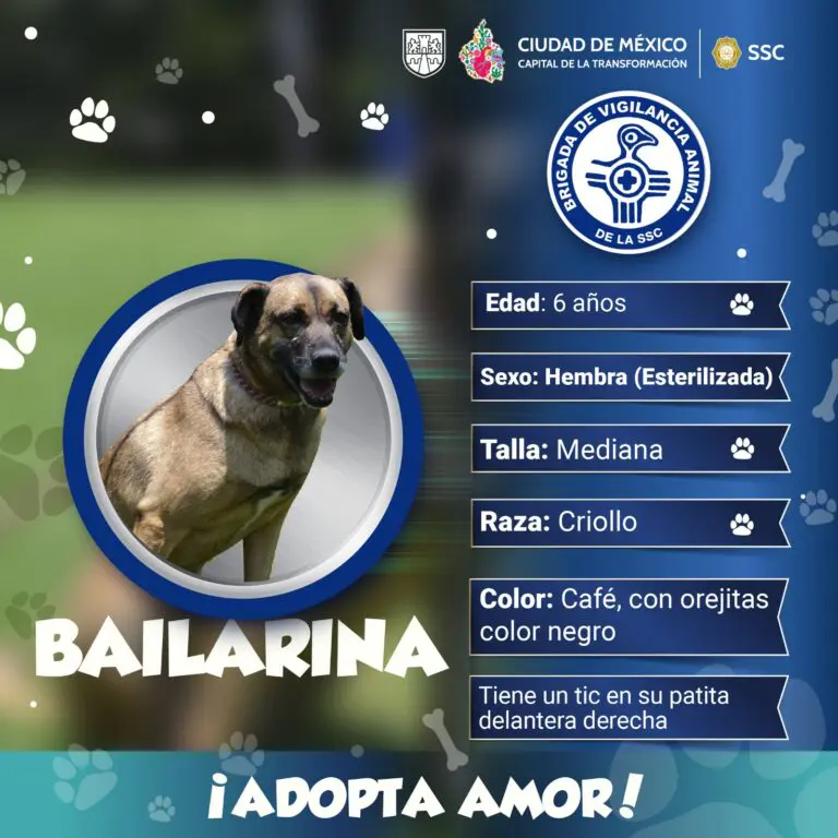 BVA invita a adoptar un perro y no comprarlo