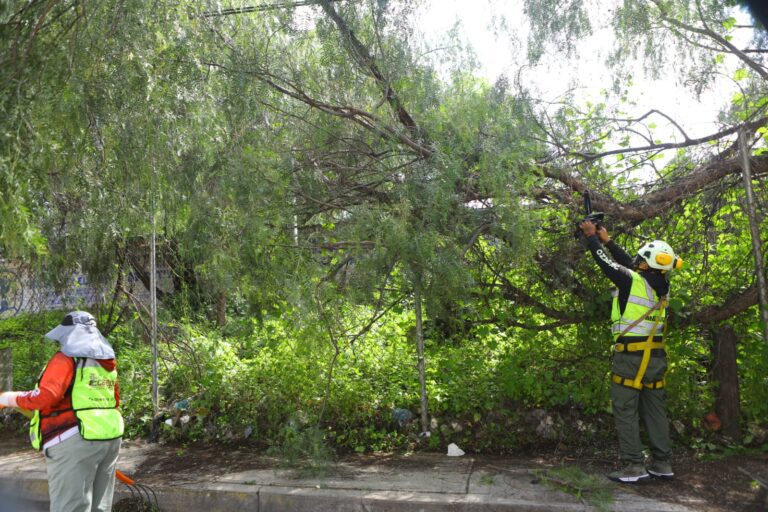 En Ecatepec ya no se criminalizará la poda de árboles