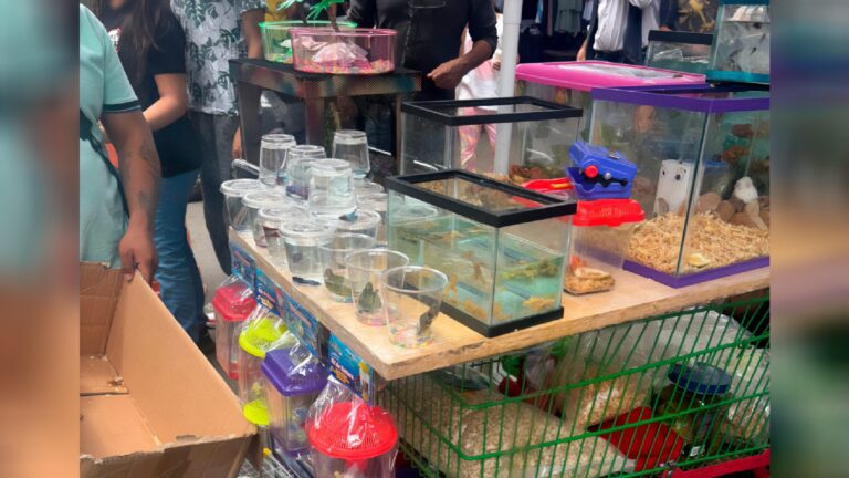 Profepa asegura ajolotes, ranas y otras especies en mercado de Querétaro