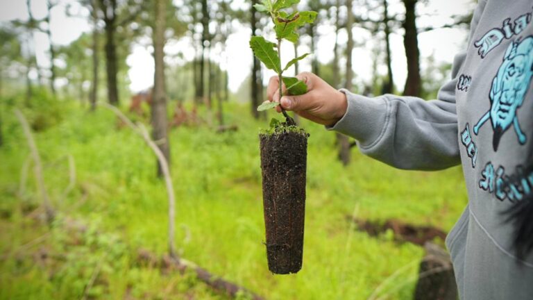 Milpa Alta siembra 12 mil árboles en el paraje “El Coyote”