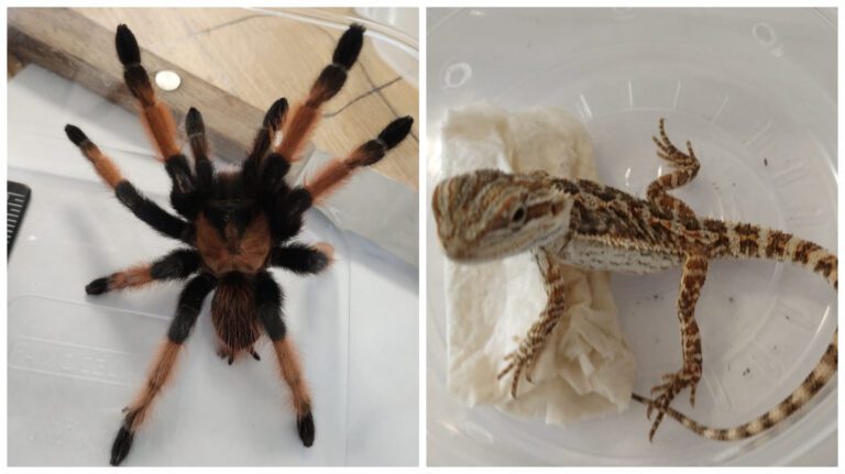 Profepa asegura tarántulas y reptiles exóticos en empresa de mensajería en San Luis Potosí