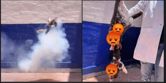 gato-pénjamo-guanajuato-maltrato