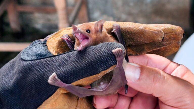 Familia de Tlaxcala protege a más de 2 mil murciélagos que se refugiaron en su bodega