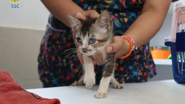 Rescatan 65 gatitos en condiciones de maltrato en Álvaro Obregón