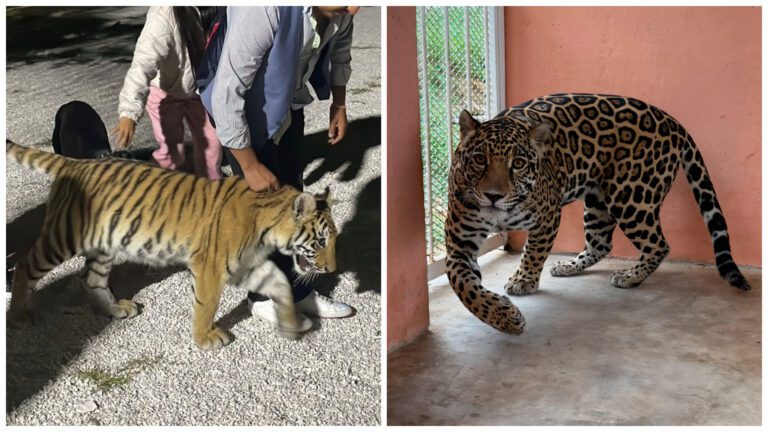 Profepa rescata jaguar y tigre en operativos contra tráfico de fauna en Chiapas e Hidalgo