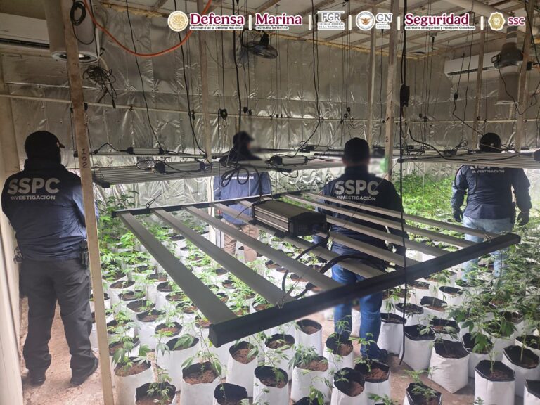 Agentes federales catean inmuebles utilizados como invernaderos de mariguana en la CDMX