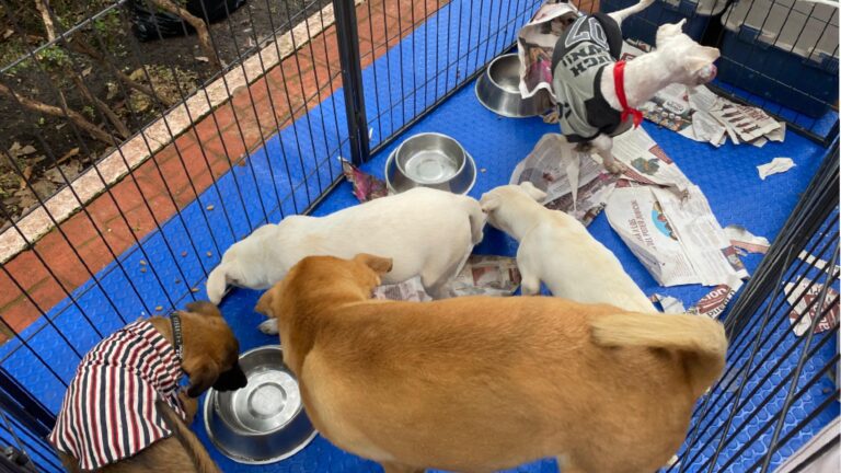 Adopciones con precio: denuncian venta ilegal de mascotas en Parque México