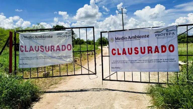Profepa cierra granja porcícola en Yucatán por contaminar el agua