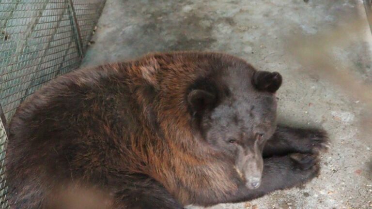 Liberan a osa negra en bosque de Sonora que cruzó la frontera norte
