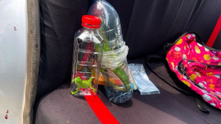 Profepa recupera aves y reptiles protegidos en carretera de Tabasco