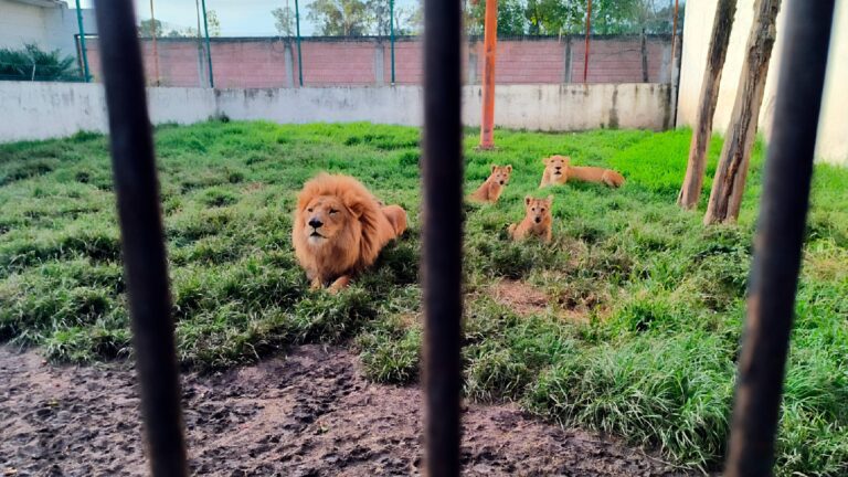 FGJEM y Profepa rescatan cuatro leones en rancho de Ixtapan de la Sal
