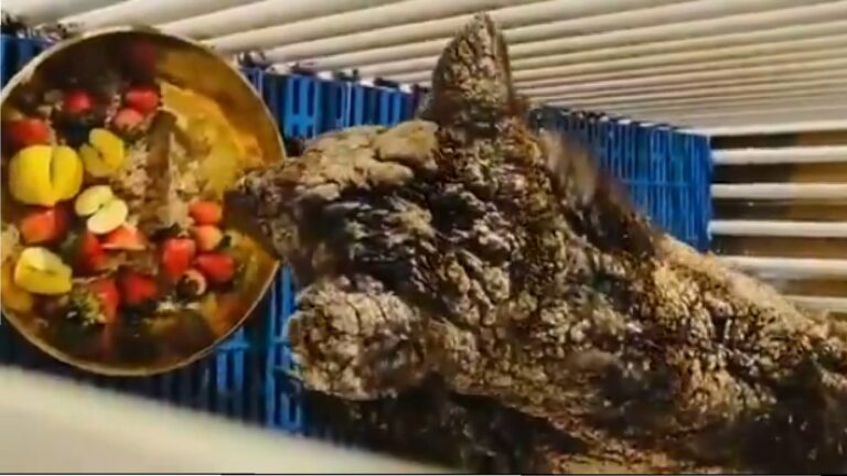 Osezna “Mina” inicia nueva vida en Fundación Invictus; destituyen a encargado de“La Pastora”