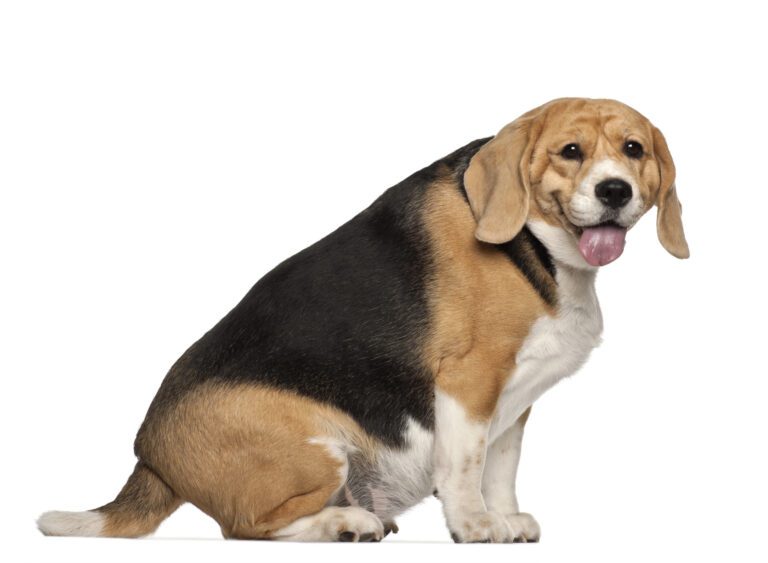 Obesidad en perros y cómo prevenirla