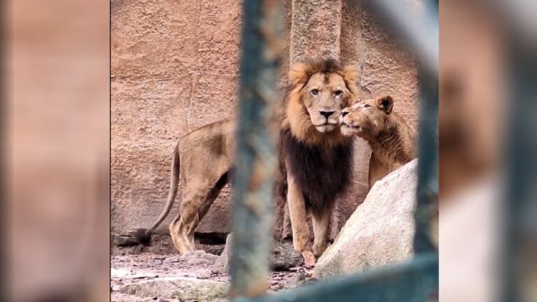 Profepa descarta maltrato a un león en Zoológico de Puerto Vallarta