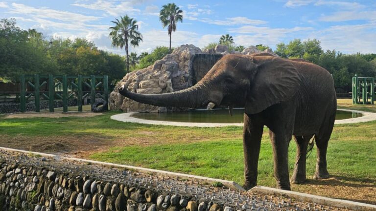 Profepa suspende clausura al Zoológico “La Pastora” tras cumplir medidas correctivas
